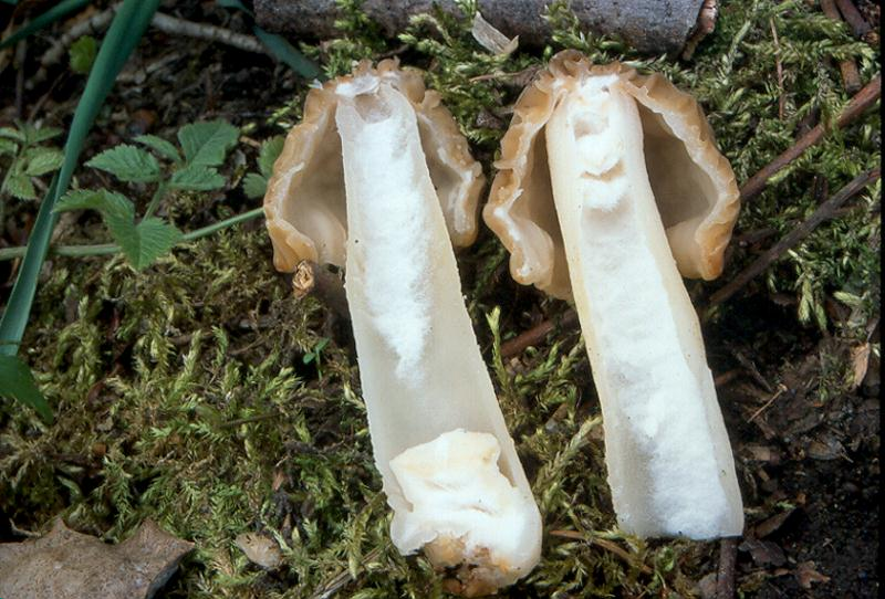 Pezizomycotina Palic kovice nachová pravé vr eckaté houby Tvor í r adu druhu od rostlinných parazitu po houby s makroskopickými plodnicemi, uplatnitelnými ve výžive.