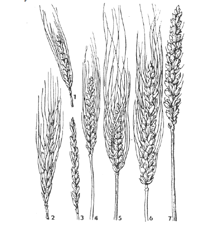 UTB ve Zlíně, Fakulta technologická 13 Pšenice tvrdá má nelámavý klas, s osinami většinou delšími neţ klas.
