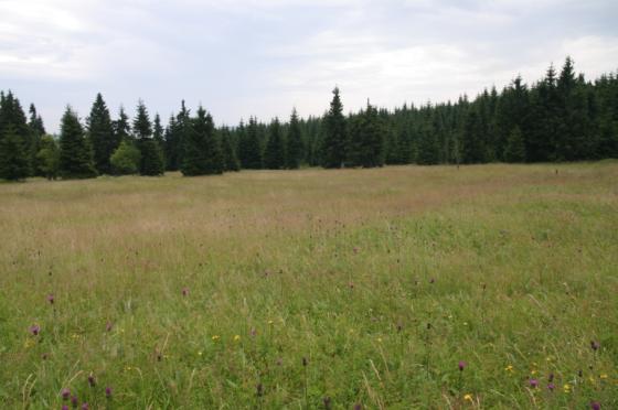 7 tomky vonné, naopak k potlačení bylin - kakostu lesního, pcháče různolistého, třezalky skvrnité.