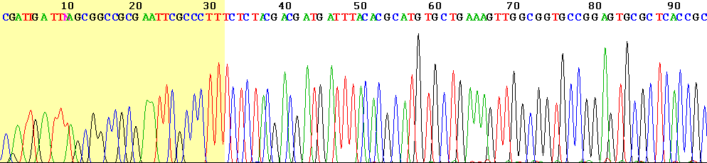 Sangerovo sekvenovanie Výsledok: sekvenovací profil (trace) Ďalej sa spracuje pomocou programu PHRED: Na každej pozícii (kde sa dá) určí bázu (A,C,G,T) Pre každú bázu odhadne kvalitu q