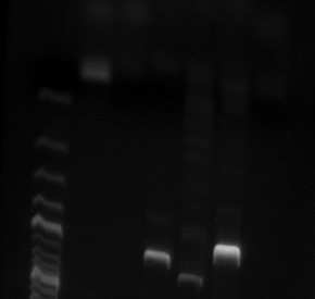 curvatus AI-2, primery: 3 /16 (1), PUT1-F/PUT1-R (2), AgD1/AgD2 (3), agua-f/ agua-r (4), pozitivní kontrola: adia3-f/adia3-r (5), negativní kontrola (6) Obr.