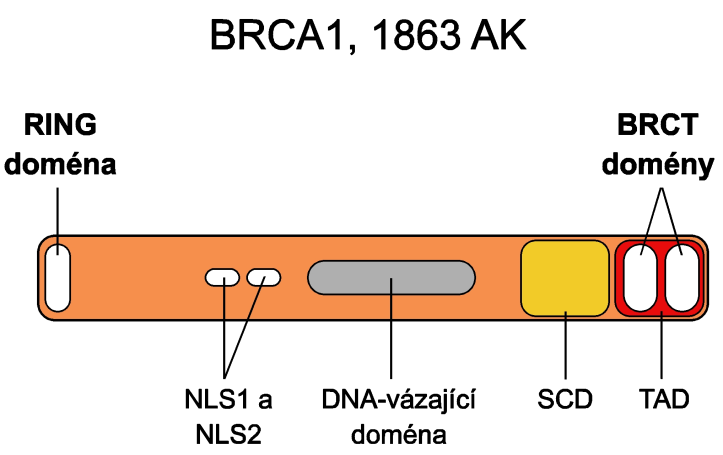 3 Struktura proteinu BRCA1 Translací wt mrna transkriptu BRCA1 vzniká protein BRCA1 o velikosti 220 kd skládající se z 1863 aminokyselin.