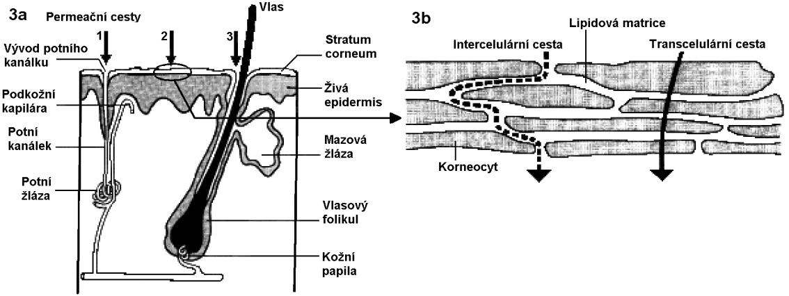 1.3. Cesty průniku látek přes kůži Molekuly léčiva mohou kůží prostupovat třemi cestami 10,11 (obr. 3a)