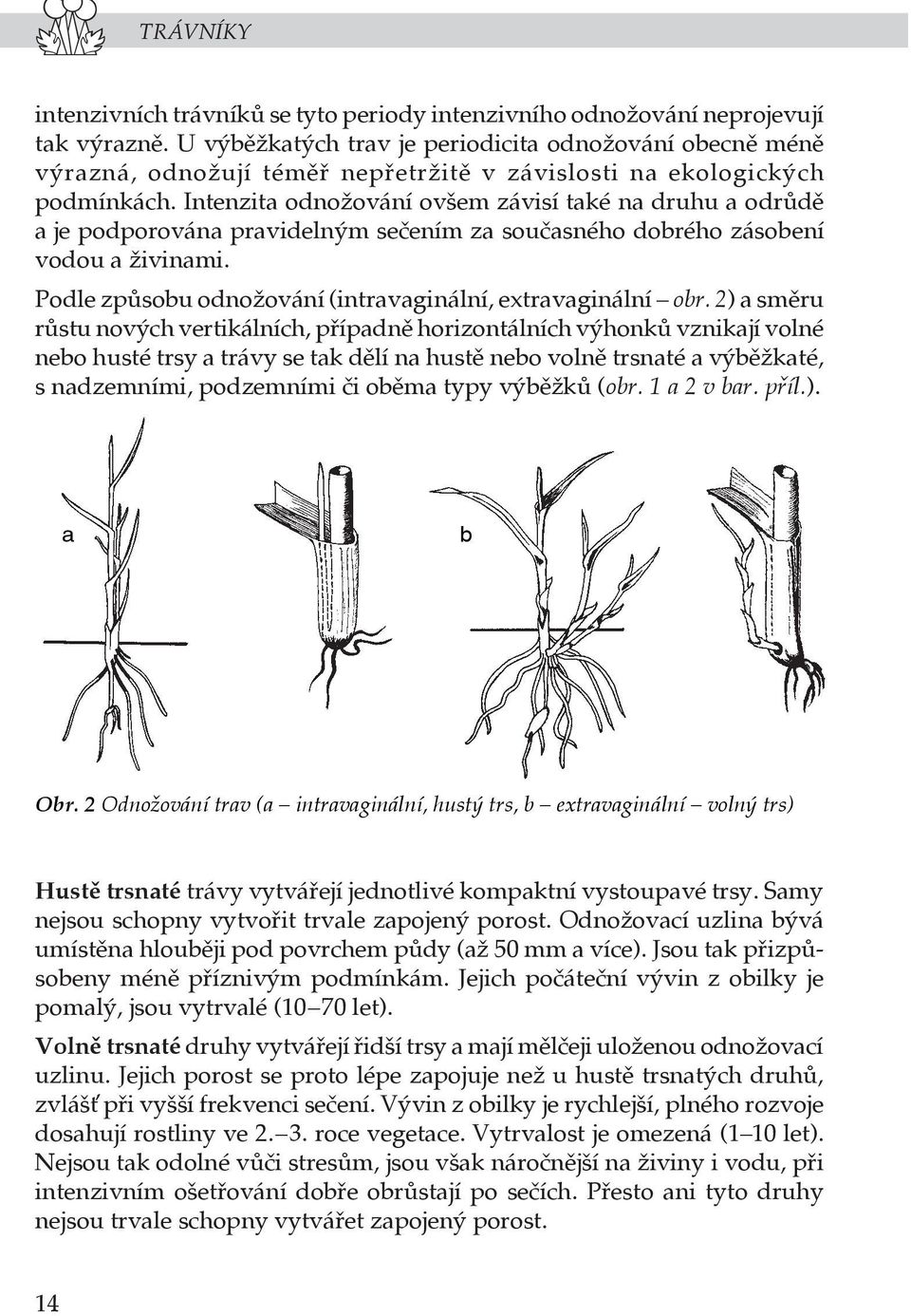 Intenzita odnožování ovšem závisí také na druhu a odrůdě a je podporována pravidelným sečením za současného dobrého zásobení vodou a živinami.