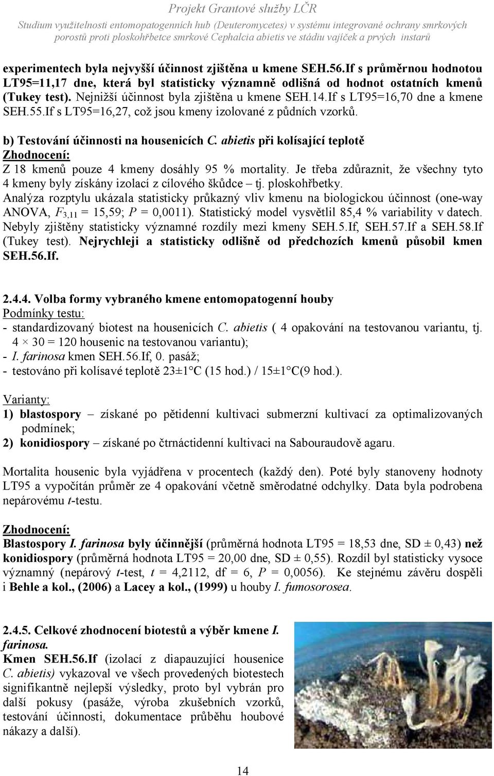 abietis při kolísající teplotě Zhodnocení: Z 18 kmenů pouze 4 kmeny dosáhly 95 % mortality. Je třeba zdůraznit, že všechny tyto 4 kmeny byly získány izolací z cílového škůdce tj. ploskohřbetky.