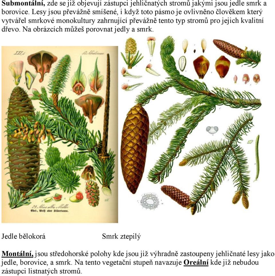 stromů pro jejich kvalitní dřevo. Na obrázcích můžeš porovnat jedly a smrk.