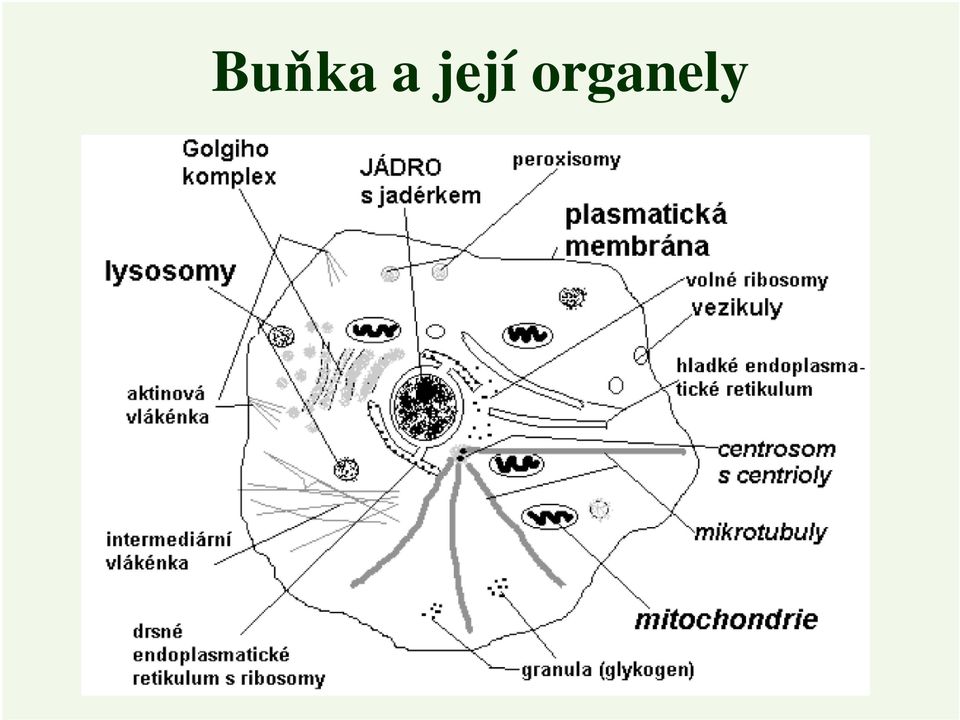 organely