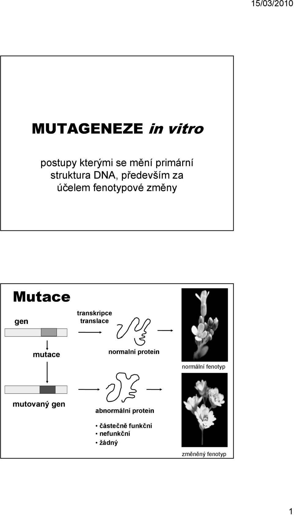 transkripce translace mutace normalní protein normální fenotyp