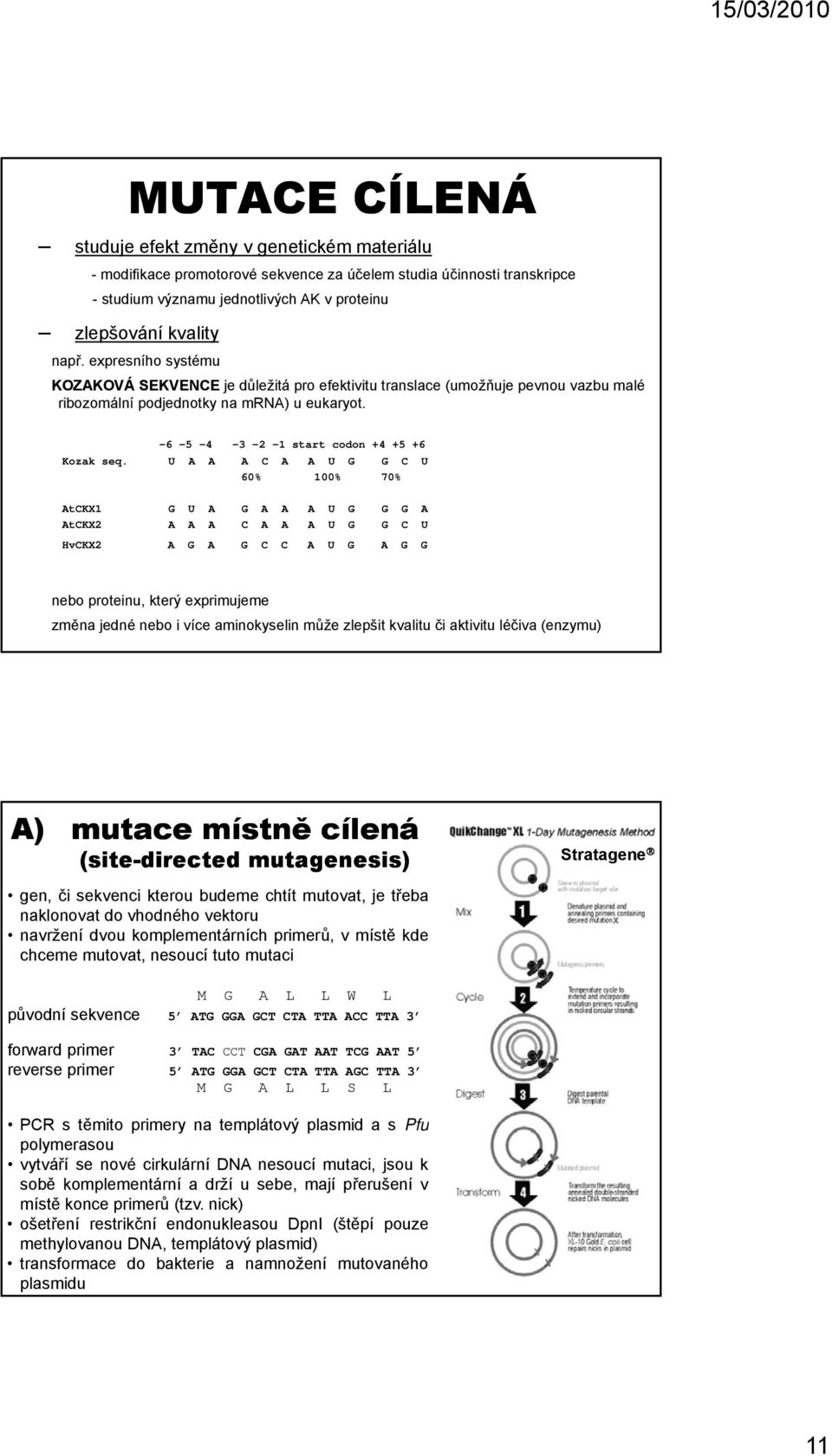 U A A A C A A U G G C U 60% 100% 70% AtCKX1 G U A G A A A U G G G A AtCKX2 A A A C A A A U G G C U HvCKX2 A G A G C C A U G A G G nebo proteinu, který exprimujeme změna jedné nebo i více aminokyselin