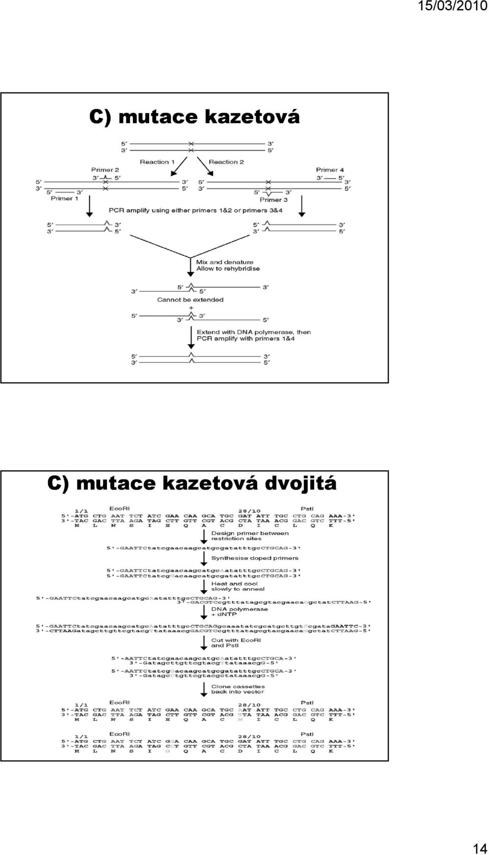 dvojitá 14