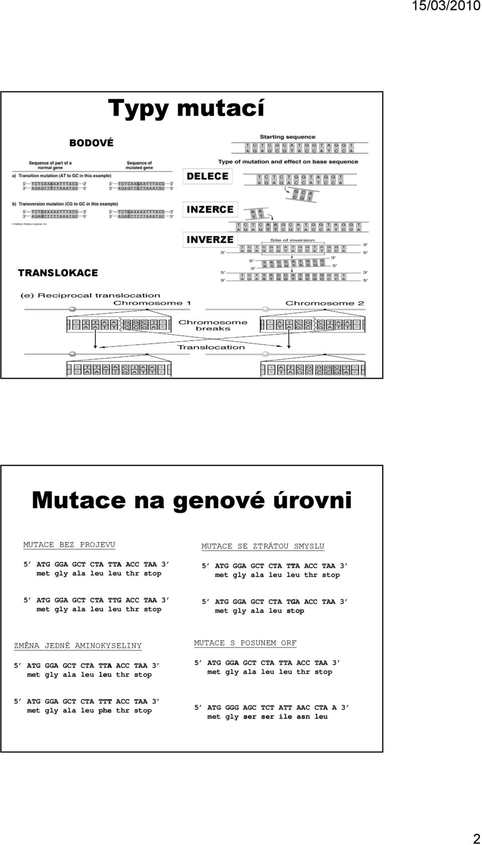 CTA TGA ACC TAA 3 met gly ala leu stop ZMĚNA JEDNÉ AMINOKYSELINY 5 ATG GGA GCT CTA TTA ACC TAA 3 met gly ala leu leu thr stop MUTACE S POSUNEM ORF 5 ATG GGA GCT