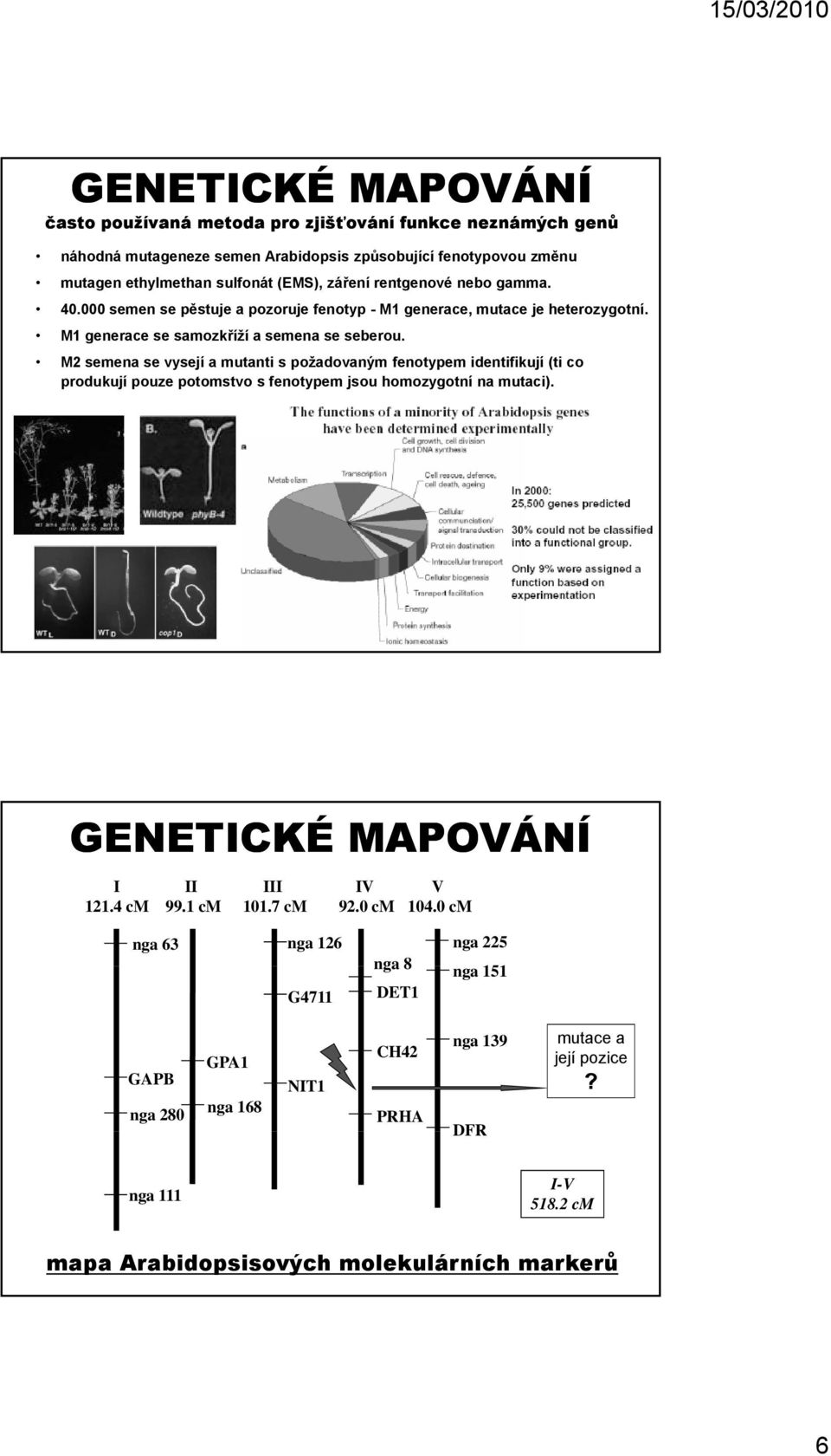 M2 semena se vysejí a mutanti s požadovaným fenotypem identifikují (ti co produkují pouze potomstvo s fenotypem jsou homozygotní na mutaci). GENETICKÉ MAPOVÁNÍ I 121.4 cm II 99.