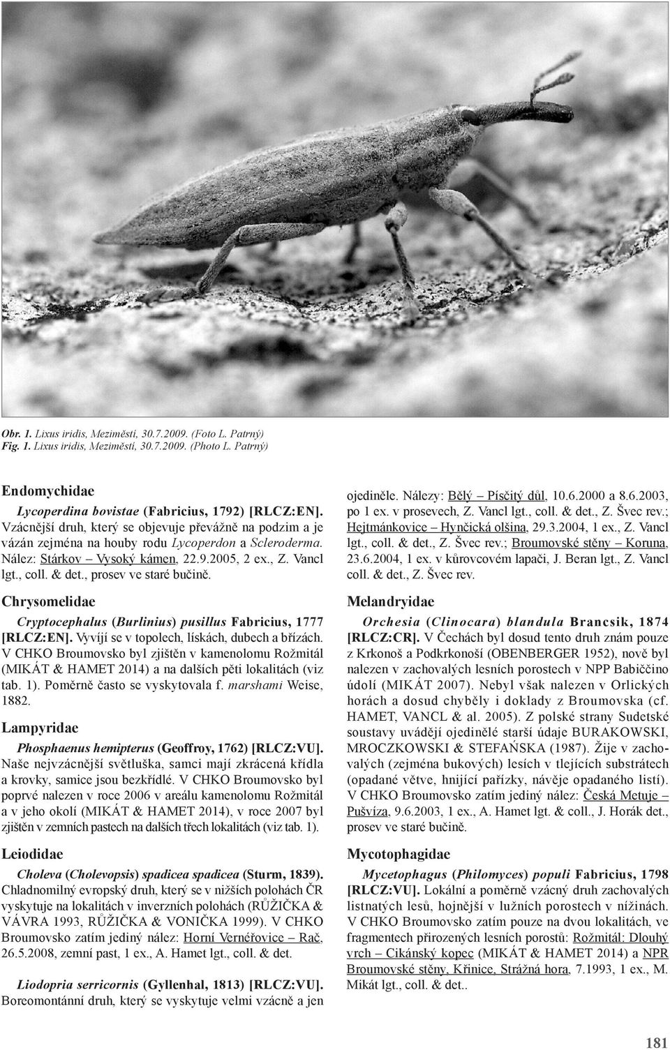 , prosev ve staré bučině. Chrysomelidae Cryptocephalus (Burlinius) pusillus Fabricius, 1777 [RLCZ:EN]. Vyvíjí se v topolech, lískách, dubech a břízách.