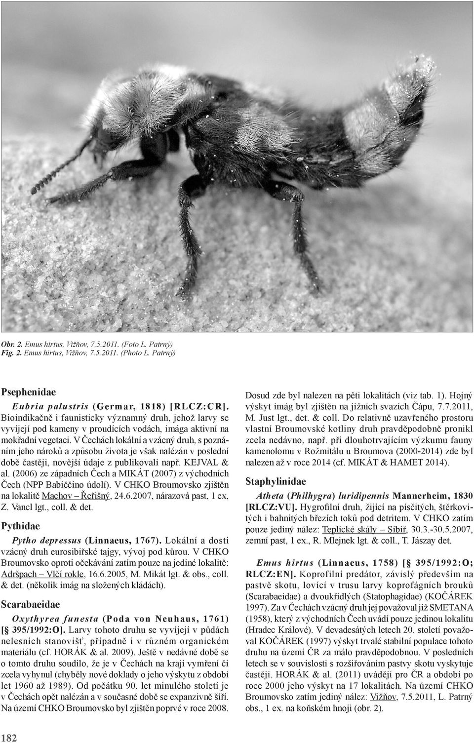 V Čechách lokální a vzácný druh, s poznáním jeho nároků a způsobu života je však nalézán v poslední době častěji, novější údaje z publikovali např. EJVAL & al.