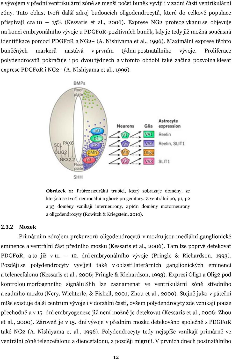 Exprese NG2 proteoglykanu se objevuje na konci embryonálního vývoje u PDGFαR-pozitivních buněk, kdy je tedy již možná současná identifikace pomocí PDGFαR a NG2+ (A. Nishiyama et al., 1996).