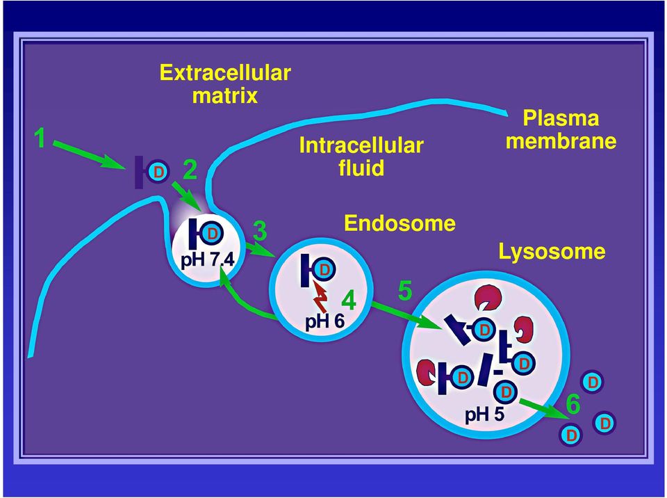 Intracellular