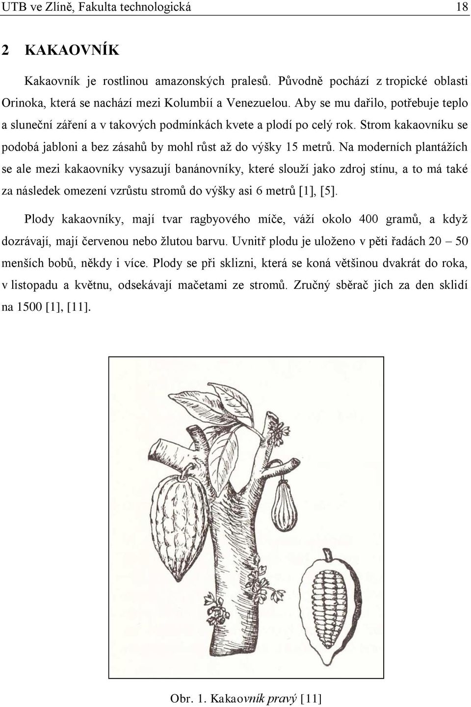 Na moderních plantážích se ale mezi kakaovníky vysazují banánovníky, které slouží jako zdroj stínu, a to má také za následek omezení vzrůstu stromů do výšky asi 6 metrů [1], [5].