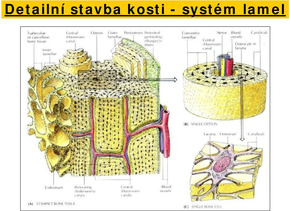 kosti -