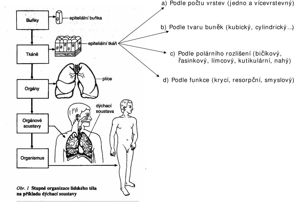 polárního rozlišení (bi íkový, asinkový, límcový,