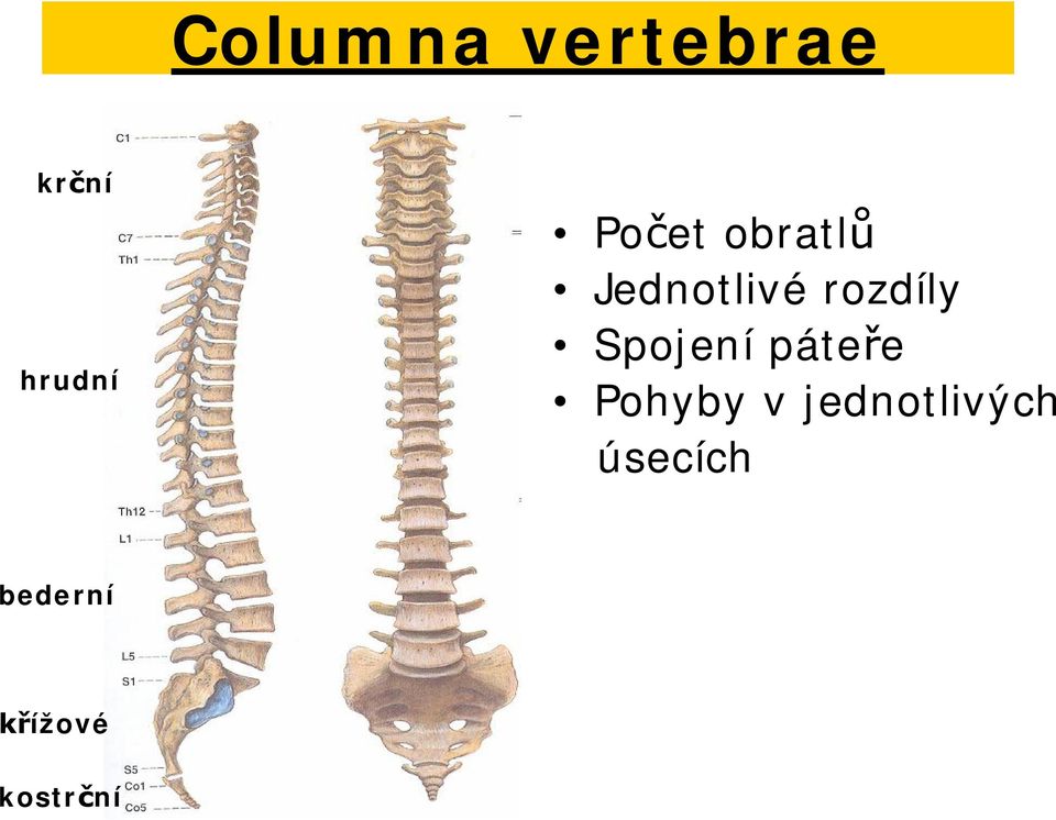 Spojení páte e Pohyby v