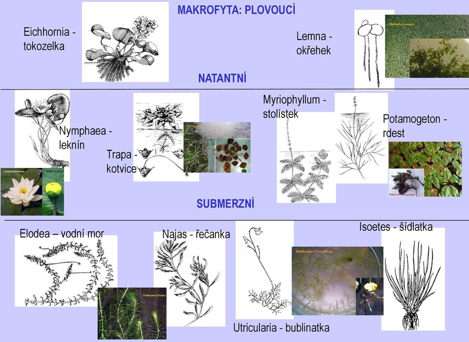 Myriophyllum - stolístek Potamogeton - rdest Elodea vodní