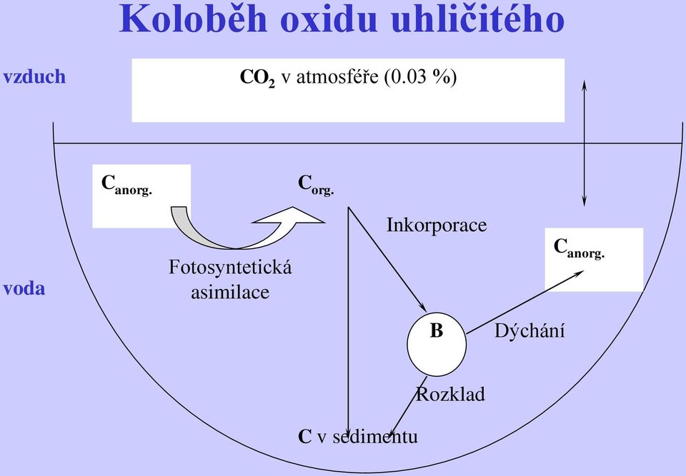 voda Fotosyntetická asimilace
