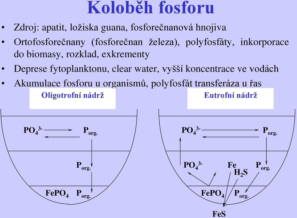 vyšší koncentrace ve vodách Akumulace fosforu u organismů, polyfosfát transferáza u řas Oligotrofní