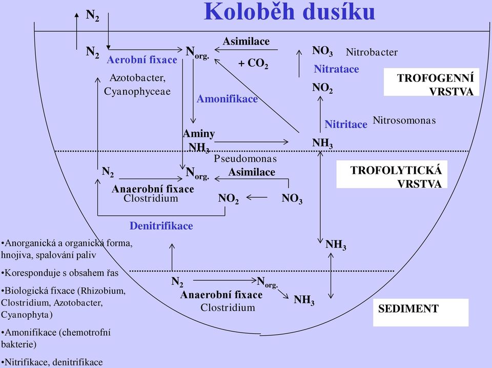 N 2 Anaerobní fixace Nitritace Aminy NH NH 3 3 Pseudomonas Asimilace Clostridium NO 2 NO 3 Nitrosomonas TROFOLYTICKÁ VRSTVA Denitrifikace