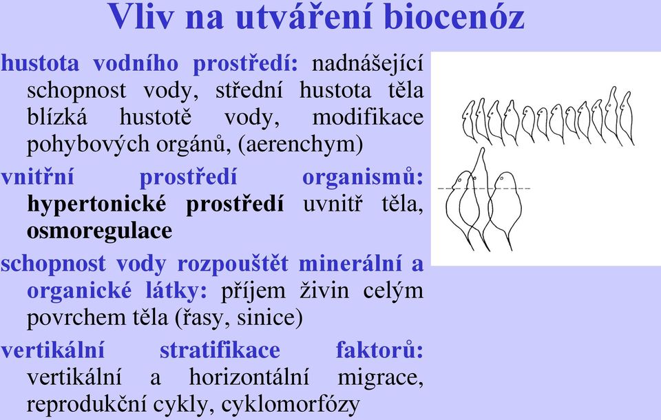 uvnitř těla, osmoregulace schopnost vody rozpouštět minerální a organické látky: příjem živin celým povrchem