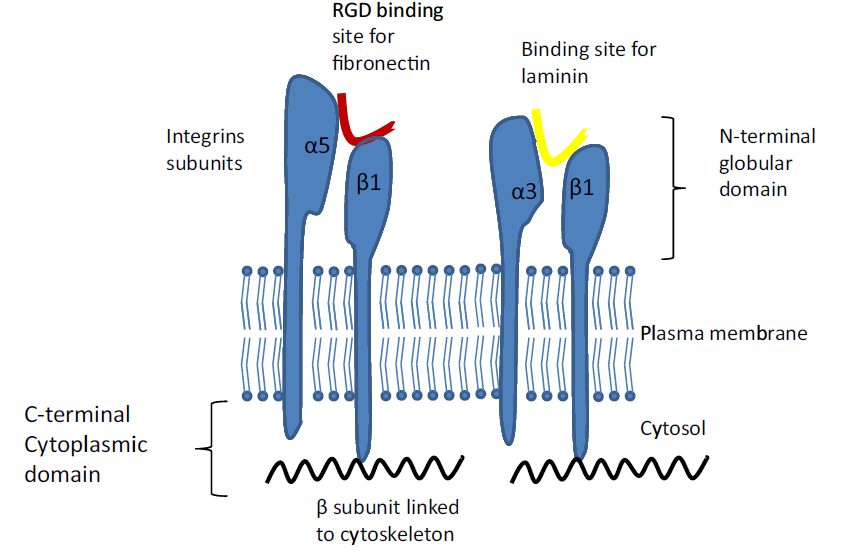 Interakce mezi buňkami a ECM Vazebná místa integrinů pro složky ECM