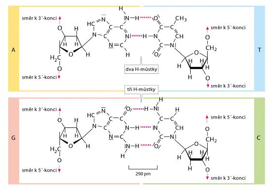 Obrázek 1: Báze nukleových kyselin Obrázek 2: Párování bází v DNA 2.1.1.2 Nukleosidy, nukleotidy Po spojení dusíkaté báze a cukerné složky, kterou tvoří ribóza nebo 2 deoxyribóza, vzniká nukleosid.