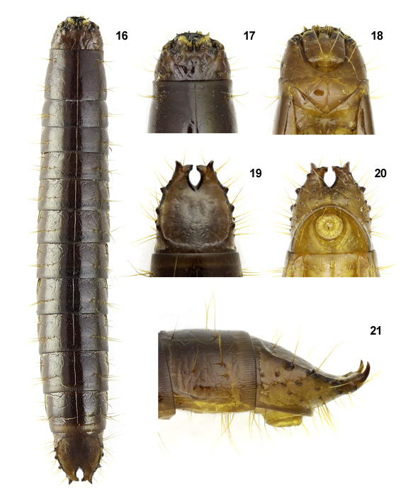 73 Elateridarium 7: 68-76, 2013 Plate 2: larva of Ctenicera heyeri Tabule 2: larva Ctenicera heyeri Fig. 16. larva, dorsal view; Fig. 17. head, dorsal view; Fig. 18. head, ventral view; Fig. 19.