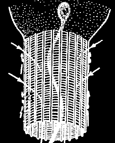 Kmen: houbovci (Porifera) Vodní, převážně mořští,