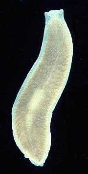 Kmen: ploštěnci (Platyhelminthes) 20 000 druhů Sv: kožně svalový vak V: protonefridie plaménková a kanálková buňka R: nepohlavní, pohlavní většinou