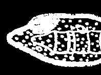 slepě končící střevo parazitičtí zástupci (podkmen: Neodermata) Třída: motolice (Trematoda) (8000 druhů) Třída: tasemnice (Cestoda) (3500 druhů) Třída: