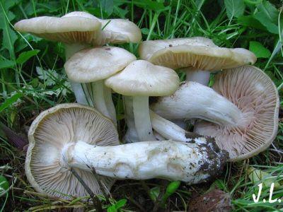 Houby prudce jedovaté Závažné zdravotní obtíže, vzácně i smrtelný průběh Vláknice Patouillardova Inocybe patouillardi 6,4-8% muskarinu, letální dávka 4-5 dkg houby, může způsobit i smrtelné