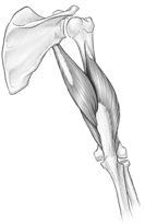 ZÁKLADNÍ METODY ROZVOJE SVALOVÉHO OBJEMU 5 Triceps Triceps je zkrácený název pro trojhlavý sval pažní (m. triceps brachii).