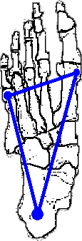 metatarzu) Podélná nožní klenba (mediálně talus, os naviculare, ossa cuneiformia a I. III.