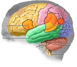 (gyrus temporalis sup, angularis a supramarginalis) = asociační vizuo-kinesteticko-sluchová oblast (vizuo-kinestetické