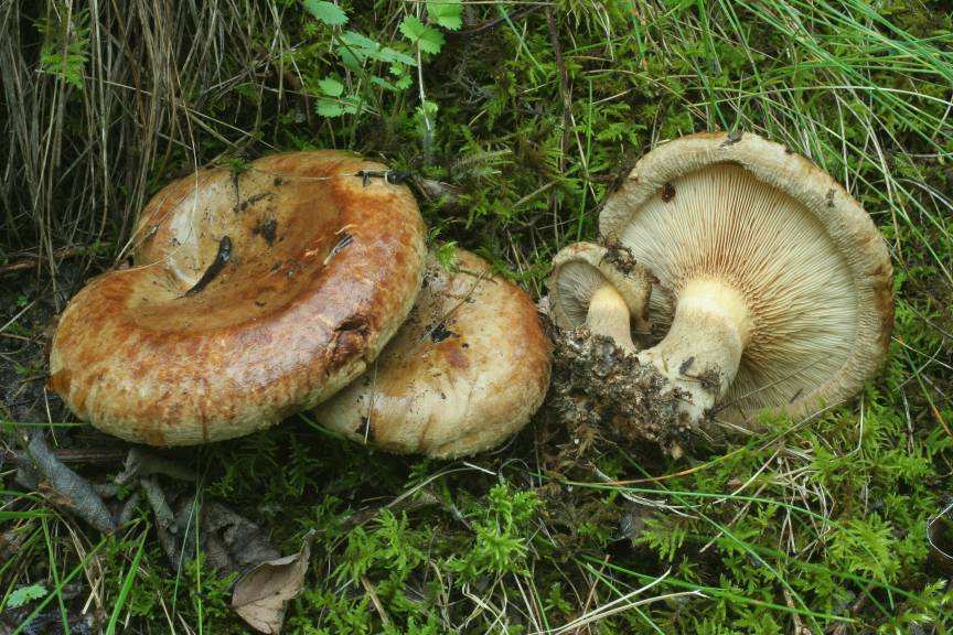 čeleď Paxillaceae (čechratkovité) kloboukaté plodnice s centrálním třeněm sbíhavé lupeny či póry výhradně mykorizní zástupci