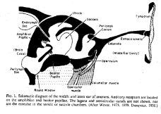 obojživelníci (Amphibia) plazi (Reptilia), ptáci (Aves), savci (Mammalia) 1. Craniata vznik lebky 4. Tetrapoda čtyři nohy Cyclostomata 2. Gnathostomata vznik čelisti 5. Amniota tři zárodečné obaly 3.