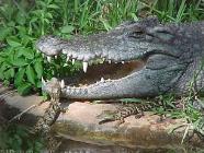 - nepárový penis - rozmnožování vždy vejci - absence rodičovské péče 2200 km Krokodýli (Crocodylia) - 3 čeledi, 24