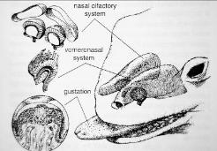 novozélandská (Sphenodon punctatus) - pohyblivá horní čelist - processus uncinatus - gastralia - parietální oko - nízké teplotní optimum - dlouhověkost - vejce v norách Hatérie