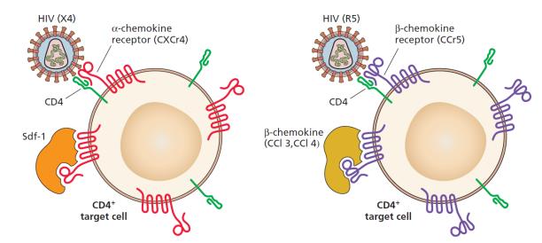 Viry reprodukce virů - HIV Napadá buňky nesoucí - receptory CD4 (CD4 + ) a receptor CCR5 (makrofágy) nebo CXCR4 (T buňky) CD4+gp120 = adheze vazba na CCR5 nebo CXCR4 konfomační změna fůze