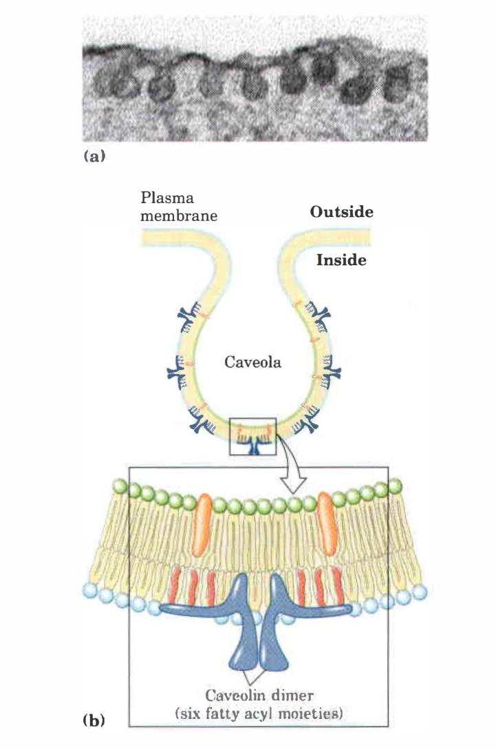 Biologická membrána mikrodomény Lipidové rafty Kaveoly Nelson, Cox -