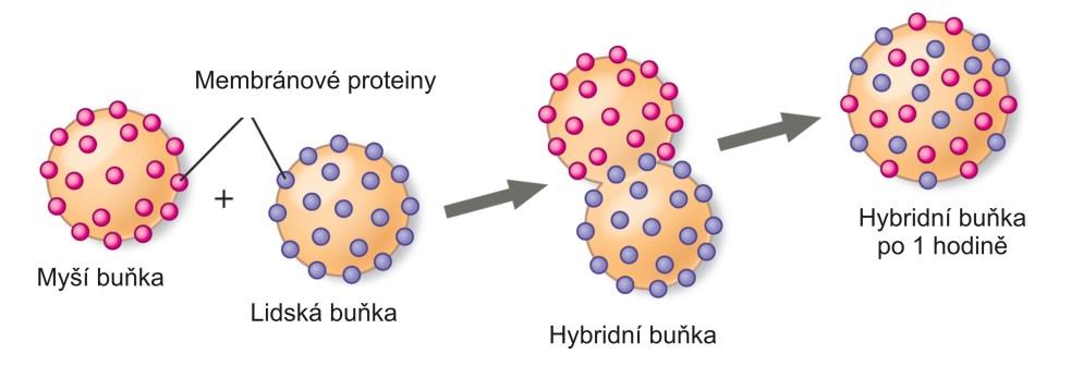 Biologická membrána pohyb v membráně Rotační pohyb nepolárních řetězců a molekul lipidů Laterální difuze charakterizována difuzními koeficienty D = 10-10 -