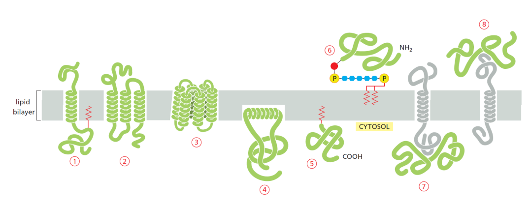 Biologická membrána membránové proteiny funkce strukturní, katalytické a transportní membránové proteiny