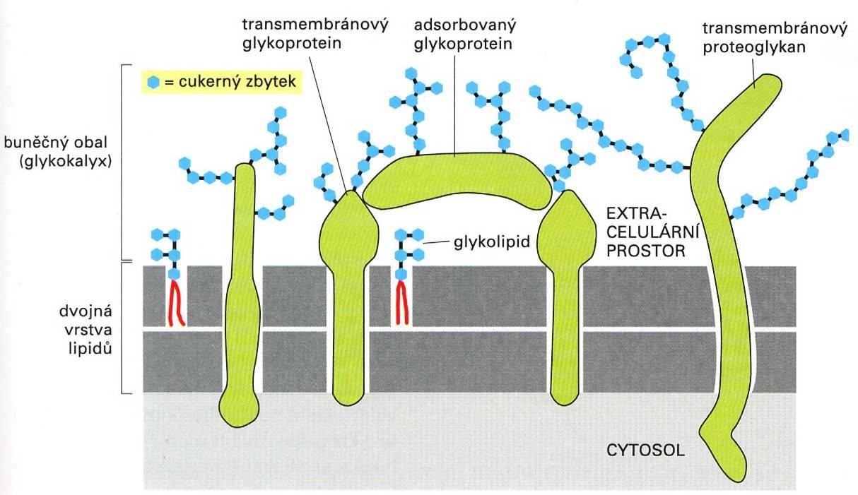 Biologická membrána glykokalyx ochranný plášť živočišné buňky na sacharidy bohatá vrstva vně buňky obsahuje glykoproteiny a proteoglykany ve struktuře sacharidů uložen rozpoznávací signál pro