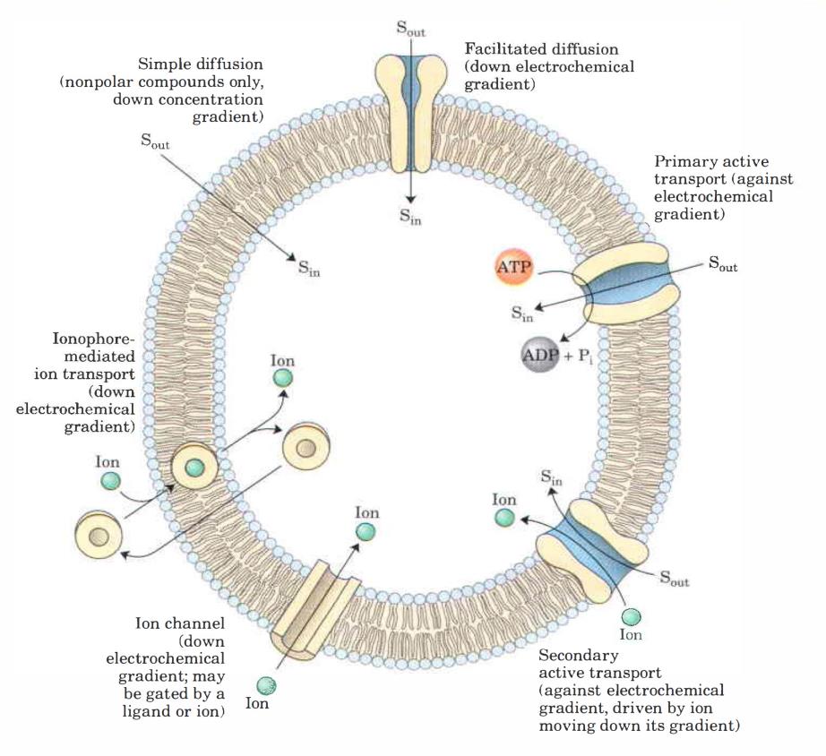Biologická membrána - transport podle mechanismu: volná difuse (nespecifická permeace) transport trvalými i nespecifickými póry transport mechanismem exo- a endocytosy usnadněná difuse pomocí