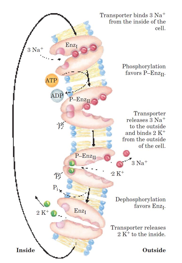 iontů primární aktivní transport antiport sodných a draselných iontů energie z